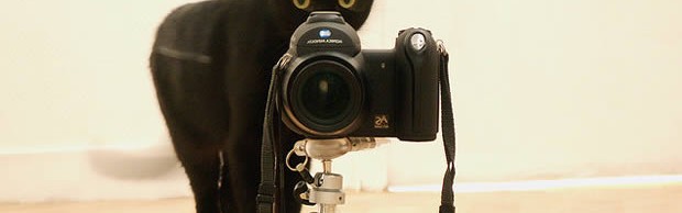 chat-photographe chat-photographe