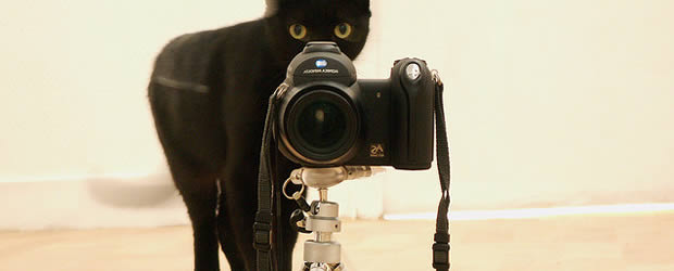 chat-photographe