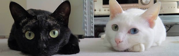 cats cats