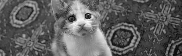kitten kitten