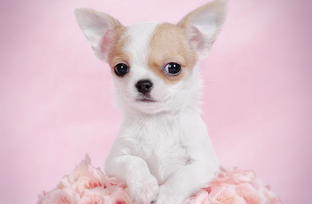 les-adultes-pensent-que-je-maltraite-mon-chien