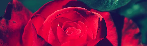 rose rose