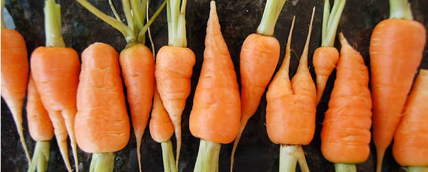 carottes carottes