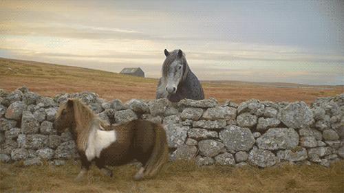 cheval cheval