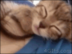 tumblr_mio3q9moqv1qdlh1io1_250 tumblr_mio3q9moqv1qdlh1io1_250