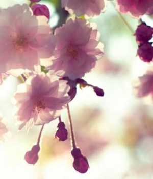 cerisiers-en-fleurs-japon