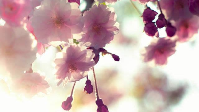 cerisiers-en-fleurs-japon