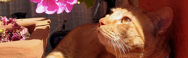 chat chat