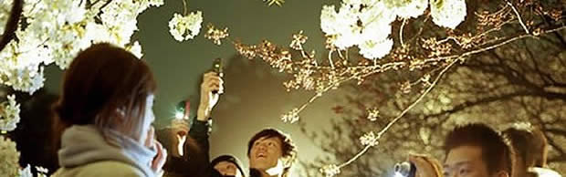 hanami hanami