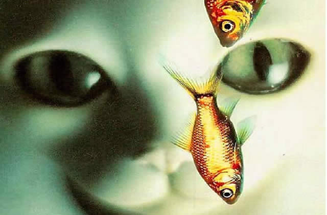 livres-preferes-binjoo