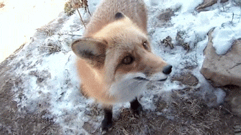 tumblr_mjp48sv7co1rs8w78o1_400 tumblr_mjp48sv7co1rs8w78o1_400