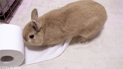 tumblr_mjqskgjBTq1s2ydlno1_250 tumblr_mjqskgjBTq1s2ydlno1_250