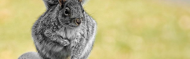 fatsquirrel fatsquirrel