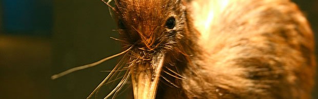 kiwi kiwi