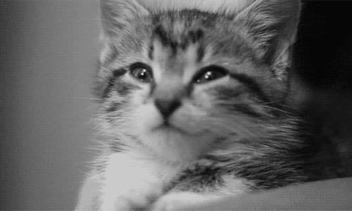tumblr_md1tzc9Xj41qjwkflo1_500 tumblr_md1tzc9Xj41qjwkflo1_500