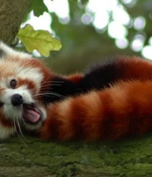 animal-mignon-panda-roux