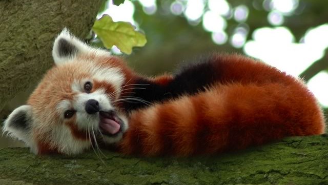 animal-mignon-panda-roux