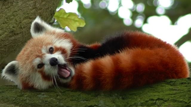 animal-mignon-panda-roux animal-mignon-panda-roux
