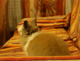 tumblr_mnfufd5zqA1s3606do1_400 tumblr_mnfufd5zqA1s3606do1_400