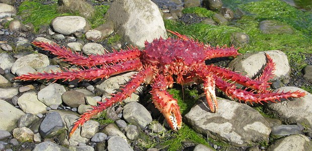 crabe royal Patagonie crabe royal Patagonie