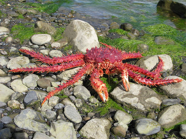 crabe royal Patagonie