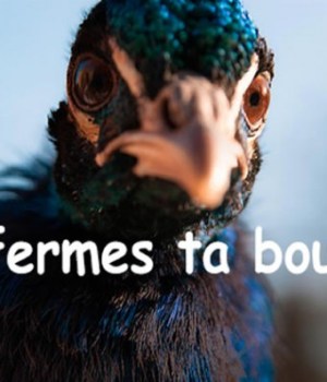 angry-french-peacock-tumblr