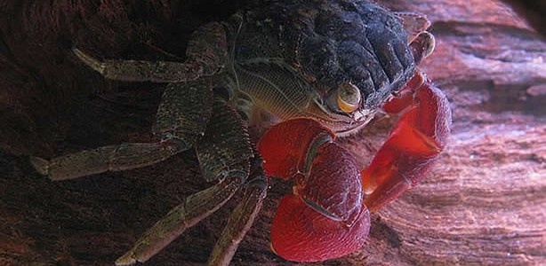 crabe-pinces-rouges