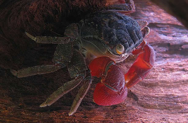 crabe-pinces-rouges