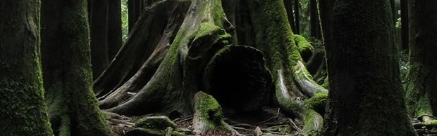 foret foret