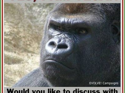 gorilla gorilla