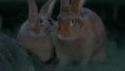 lapins-pleurent-pub-canal-plus-180×124