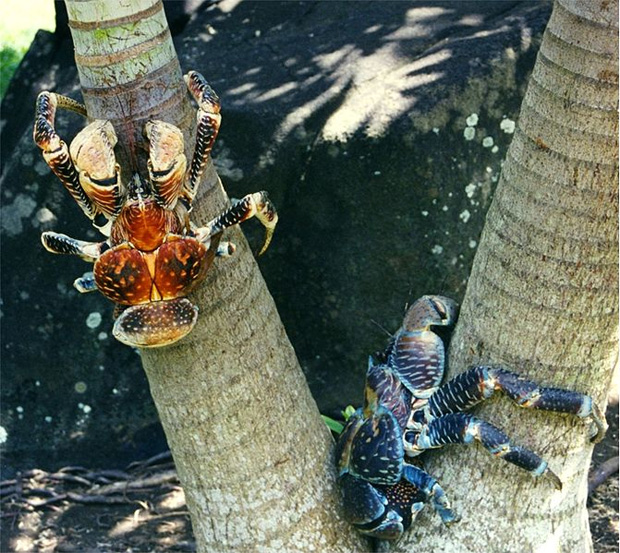 crabe de cocotiers