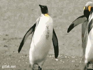 pingouin saoul