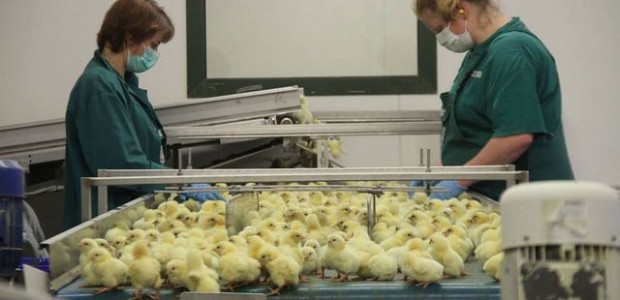 poussinnns poussinnns