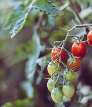 ramasseuse-fruits-legumes-job