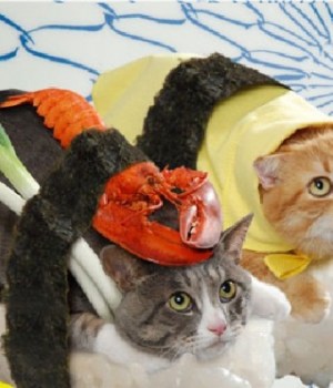 sushi-cats-japon-chat