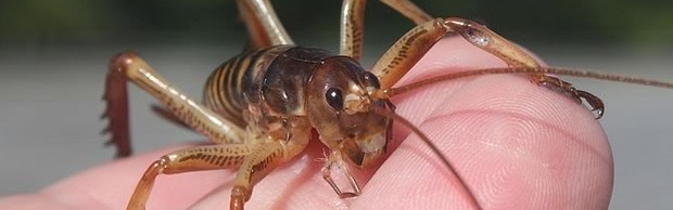 weta weta