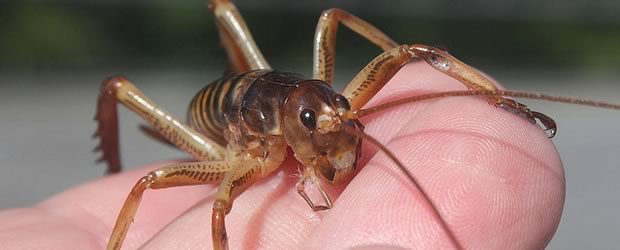 weta