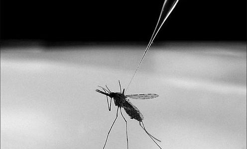 Anopheles gambiae mosquito Anopheles gambiae mosquito