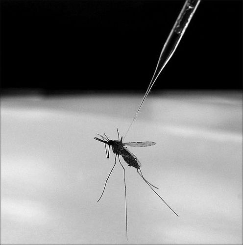 Anopheles gambiae mosquito