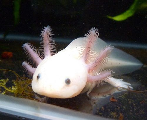 axolotl