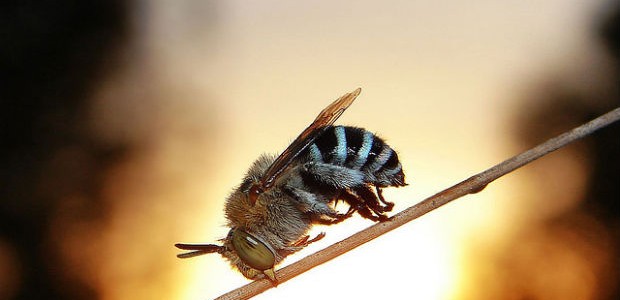 bee bee