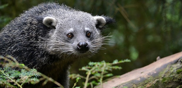 binturong binturong