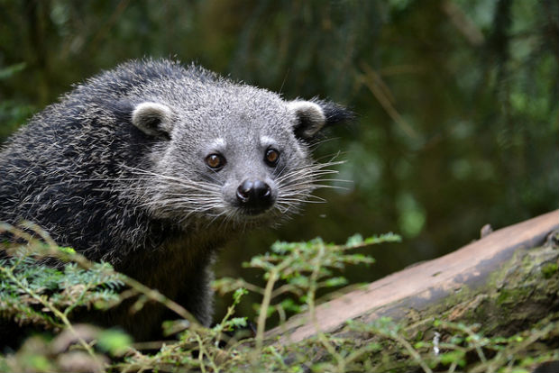 binturong