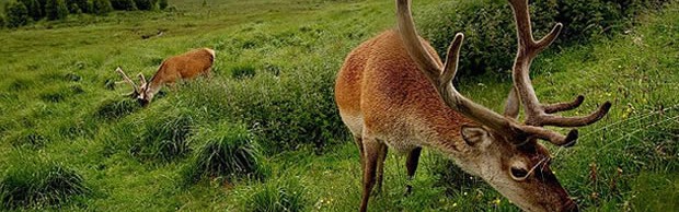 cerfs cerfs