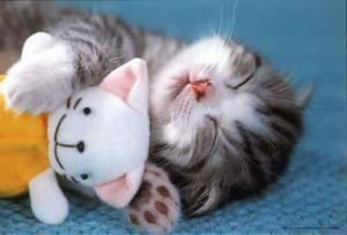 cute-cat-sleeping