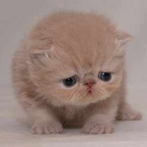 cute_cat04 cute_cat04