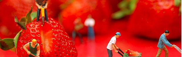 fraises fraises