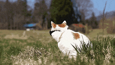 gifchat1.gif?resize=200