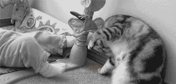 gif-chat-roulade
